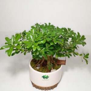 بونسای پتسپروم (میخک ژاپنی)