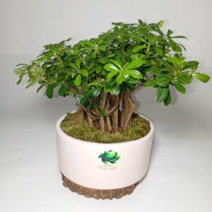 درختچه پتسپروم (میخک ژاپنی)