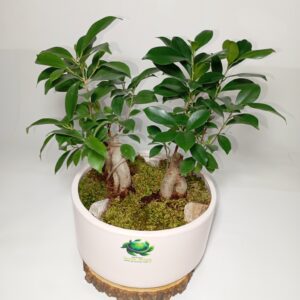 بونسای جنسینگ (دوقلو)