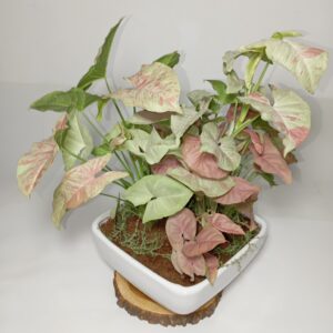 سیگنیوم صورتی (فانتزی)