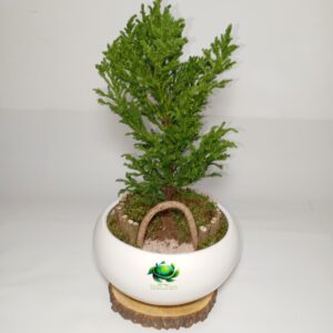 کاج مینیاتوری