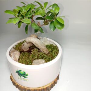 بونسای فیکوس