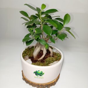 بونسای جنسینگ