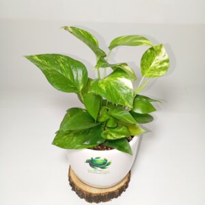 پتوس (پوتوس) مرمری