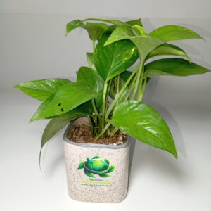 پتوس (پوتوس) ابلق