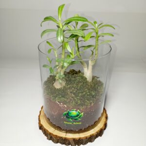 تراریوم زنده آدنیوم