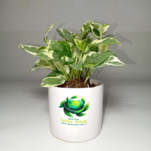 پتوس (پوتوس) ارتشی