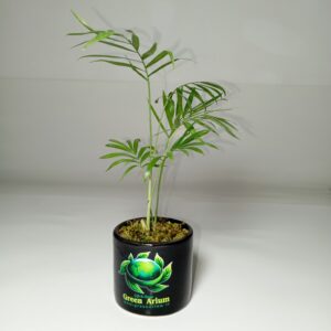 شامادورا (مینیاتوری)