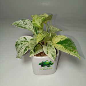 پتوس (پوتوس) مرمری