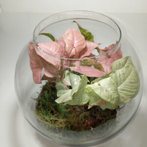 تراریوم زنده سیگنیوم فانتزی