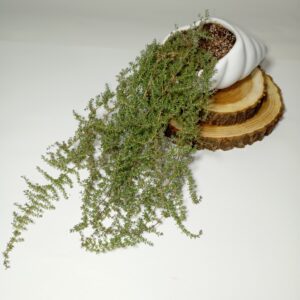 چمن فرانکینیا/ فرانکیلیا/ فرانکنیا