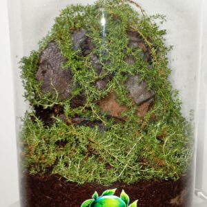 تراریوم زنده کوهستان سرسبز