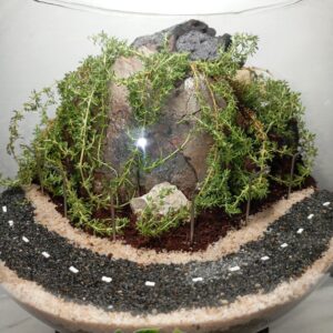 تراریوم زنده طرح جاده