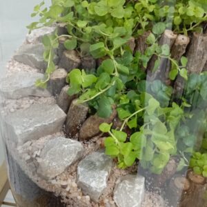 تراریوم زنده کوچه باغ ماسوله