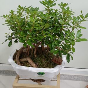 پتسپروم (میخک ژاپنی)