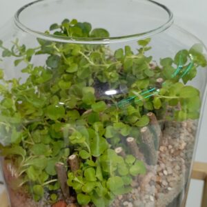 تراریوم زنده کوچه باغ املش