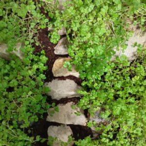 تراریوم زنده کوهستان جنگلی