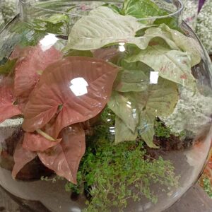 سیگنیوم فانتزی (تراریوم)