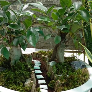 بونسای جنسینگ (جنگل جنسینگ)