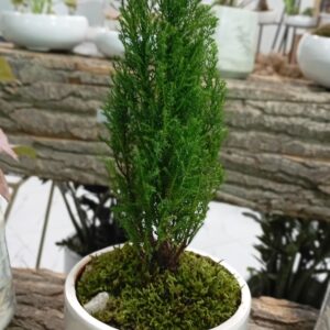 سرو مینیاتوری