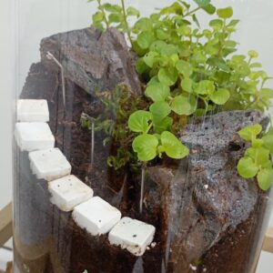 تراریوم زنده پارک کوهستان