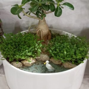 تراریوم زنده آدنیوم (طرح برکه)