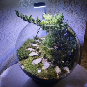 تراریوم زنده کاج کوهستان