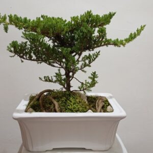 بنسای کاج جونی پروس(جونیپر)